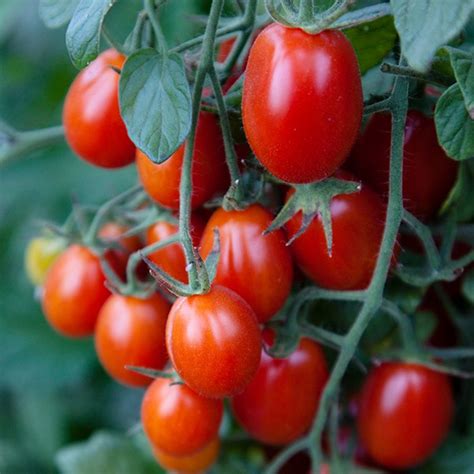 Tomato Grape Plant Delivery Nyc