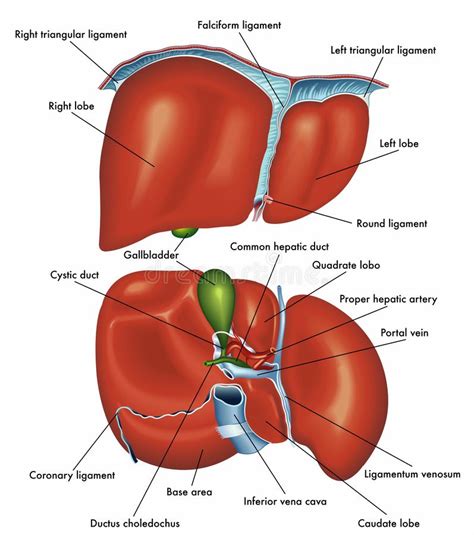 The liver has various ligaments which attach from its surface to the diaphragm and also to the anterior abdominal we'll just take a look at some of the peritoneal attachments of the liver. Anatomy Diagram Of A Skull stock vector. Illustration of ...
