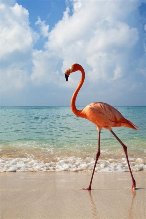 Flamingo Wallpapers Images Photos Pictures Backgrounds