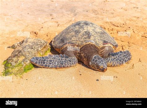 Hawaiian Sea Turtle Or Green Sea Turtle Rests On The Golden Sand In