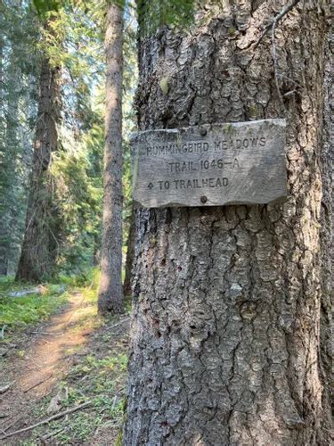 Best Forest Trails In Rogue Umpqua Divide Wilderness Alltrails