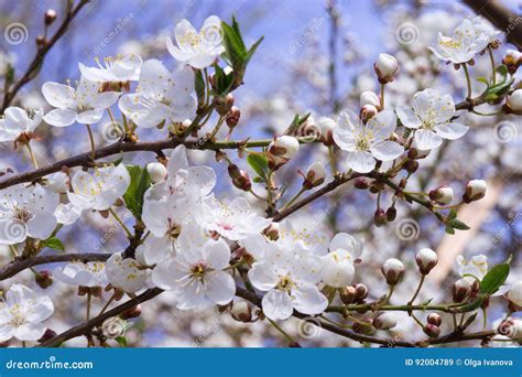 White Blossoming Stock Image Image Of Spring Beautiful 92004789