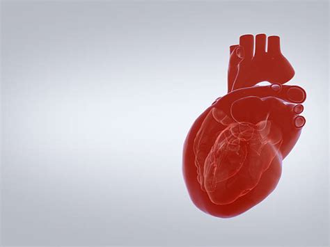 Heart Valve Stock Photos Pictures And Royalty Free Images Istock