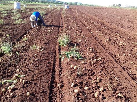 Batata Inglesa A Hortaliça Mais Cultivada No Mundo Upf Universidade De Passo Fundo