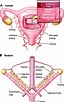 Maternal Uterine Vascular Remodeling During Pregnancy | Physiology