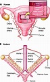 Uterine Arteries Anatomy