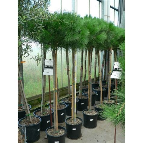 Vente De Pin Parasol Grosse Taille Pinus Pinea