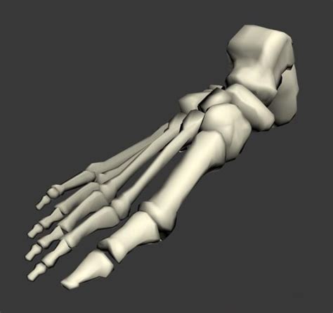 Foot Bones Anatomy 3d Model 3ds Max Files Free Download Modeling
