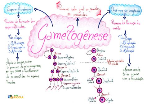 Gametogênese O Que é Tipos E Exercícios Biologia Net