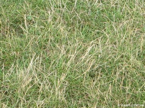 Purdue Turf Tips Perennial Ryegrass Seedheads Now And Later