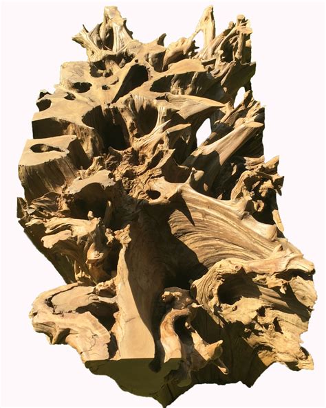 African Hardwood Tree Root Table Base Phases Africa