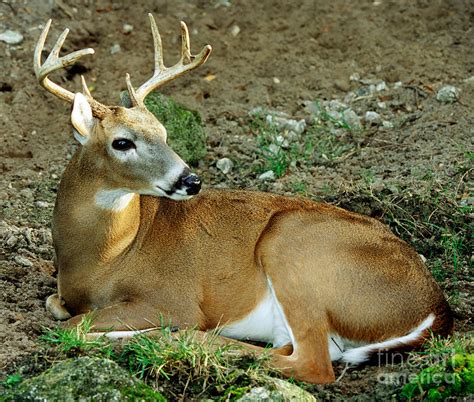 White Tailed Deer Odocoileus Virginianus Photograph By Millard H Sharp