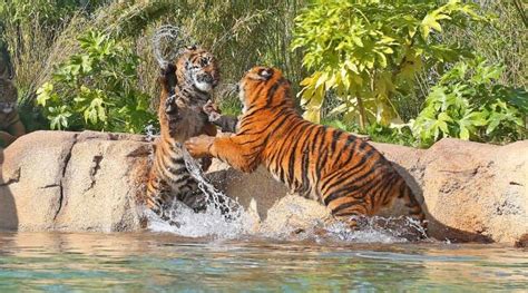 You Have To See These Adorable Tiger Cubs Splash About At Their New