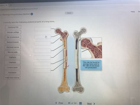 32 Label The Parts Of A Long Bone