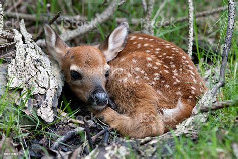 Whitetail Deer Fawn Stock Photo Download Image Now Istock