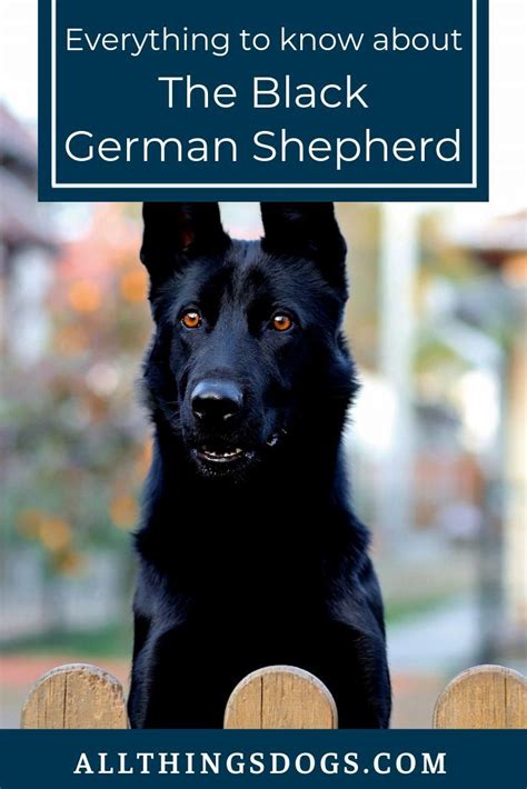 The Black German Shepherd Being The Result Of A Defect In The Breed Is