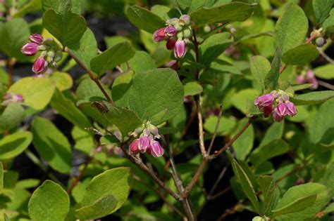 Wildflowers Found In Oregon Trailing Snowberry