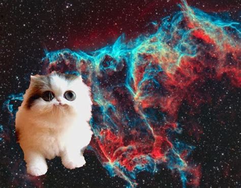 Space Memes Bug Eyed Space Kitty
