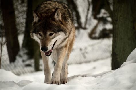 Wallpaper Wolf Predator Snow Walk Hd Widescreen High Definition
