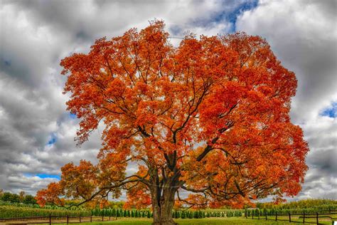 Types Of Maple Trees In Ontario Derlatin