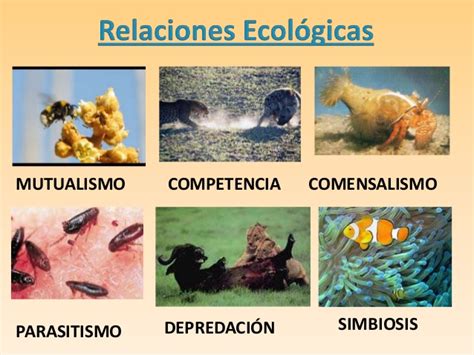 Relaciones EcolÓgicas