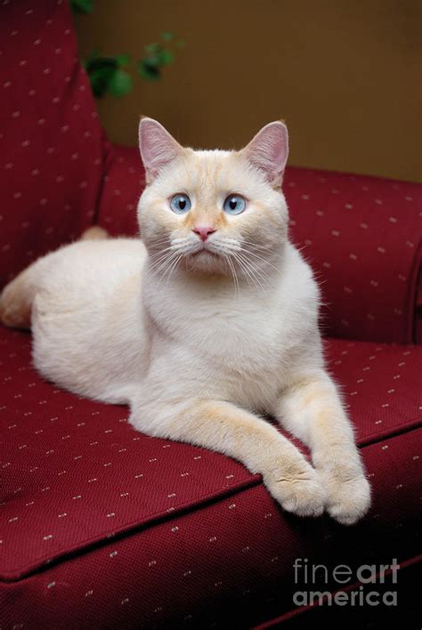 Flame Point Siamese Cat Photograph By Amy Cicconi