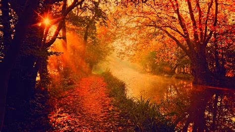 Sun Setting In Autumn Forest 4k Ultra Hd Wallpaper Background Image