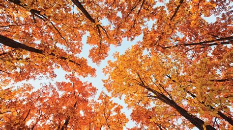 10 Tips For Capturing Colorful Autumn Photos Techradar