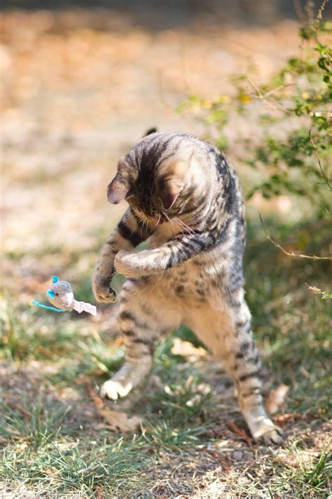 Psbattle Cat Swatting A Toy Mouse Rphotoshopbattles