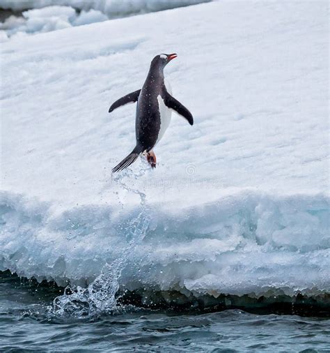 Gentoo Penguin Jumps Out Of The Water Onto Land Stock Image Image Of