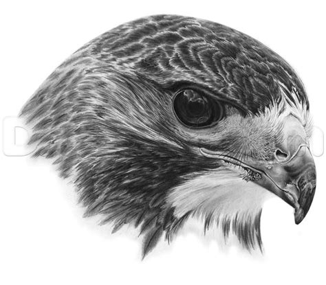 How To Draw A Realistic Hawk Step By Step Art Pencil Drawings