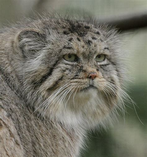 106 Best Images About Pallas Cat On Pinterest Jazz Tibet And Cats