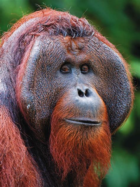 How Could You Not Love That Face Orangutan Save The Orangutans