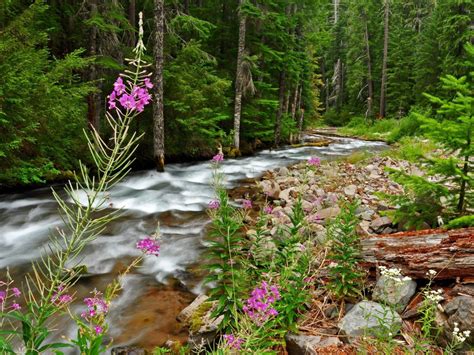 Beautiful Landscape Background Mountain River Thick Green Forest With