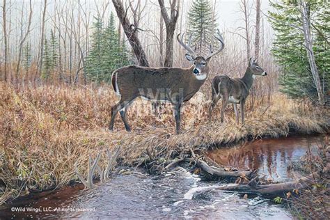 jim kasper hand signed and numbered limited edition print the survivor whitetail deer wild