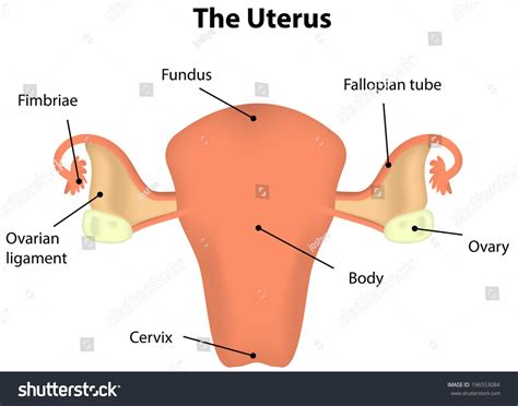 Uterus Labeled Diagram 库存矢量图（免版税）196553084 Shutterstock