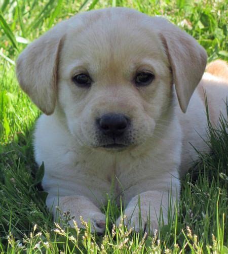 Puppies are raised in a loving home & know the basics of obedience. Best 25+ Golden labrador ideas on Pinterest | Labrador ...
