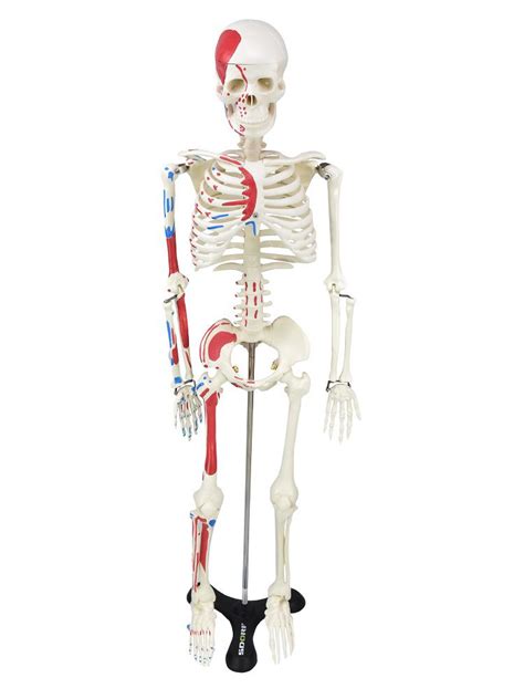 esqueleto humano 85 cm com origens inserções musculares com haste e suporte portal do médico