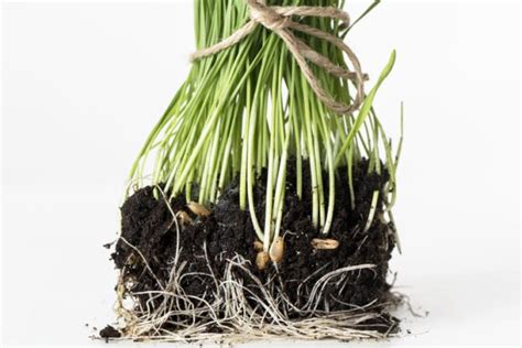 A Guide To Splitting Plants Kellogg Garden Organics