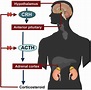 ACTH Hormone - Adrenocorticotropic Hormone Function, Deficiency