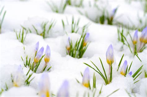 Best Crocus In Snow Stock Photos Pictures And Royalty Free Images Istock