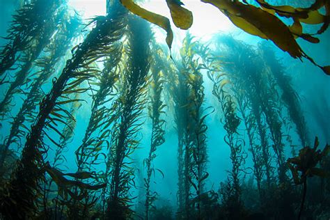 Kelp Stock Photos Pictures And Royalty Free Images Istock