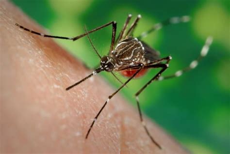 Mosquito Borne Diseases