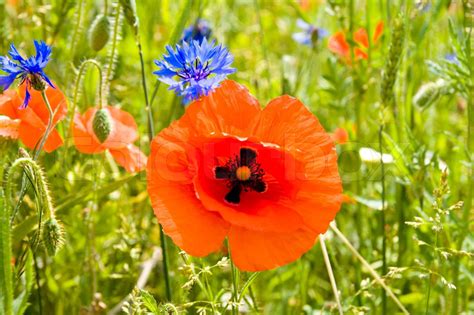 Red Poppy And Blue Cornflowers In Nature Stock Image Colourbox