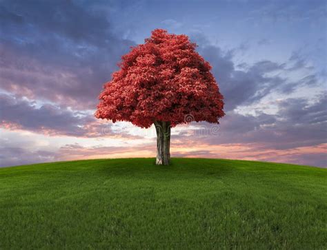 Lone Tree With A Beautiful Sunset Stock Image Image Of Great
