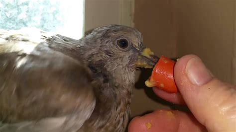Rescued Baby Dove Transition To Release Youtube