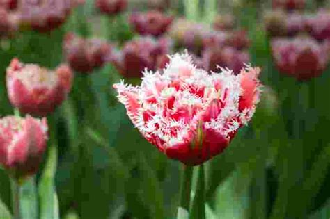 The Weather Network Photos The Worlds Most Unusual Tulips