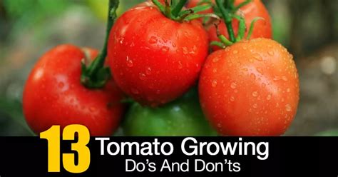 Tomato Plant Care Growing Tips Dos And Donts Tomato Plant Care