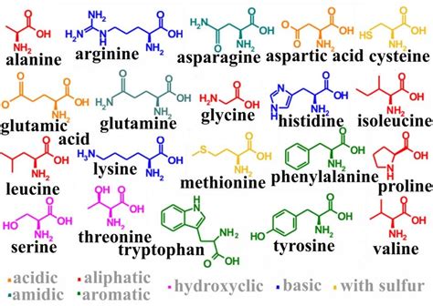 Twenty Common Amino Acids Download Scientific Diagram