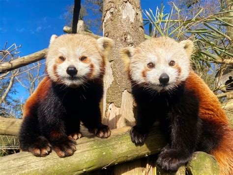 Rare Pair Of Red Panda Twins Make First Public Appearance At Longleat